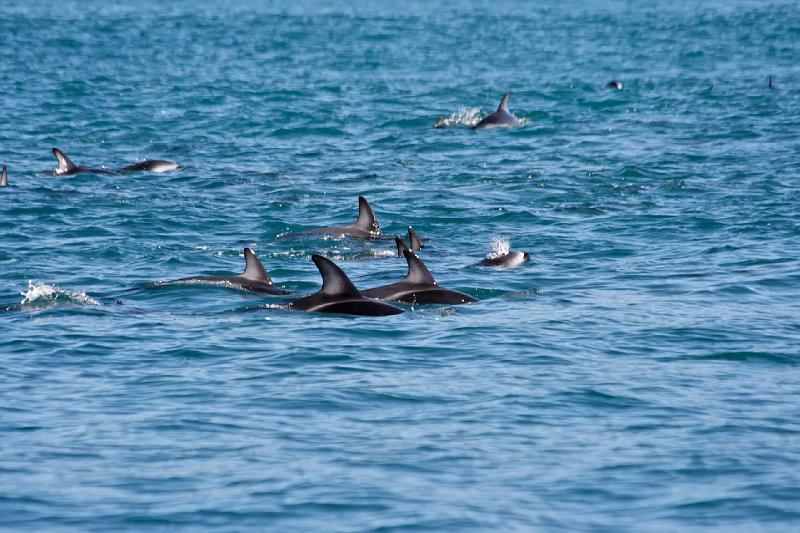 2007 04 05 Kaikoura 139_DXO.jpg